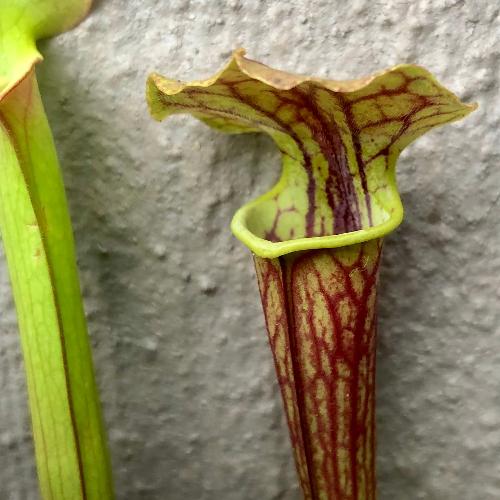 Sarracenia Flava Tygo _ Carnivorous trumpet pitcher plants for sale in South Africa _ Buy online