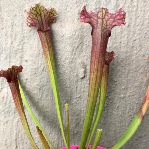 Sarracenia cv Judith Hindle _ Carnivorous trumpet pitcher plants for sale in South Africa _ Buy online