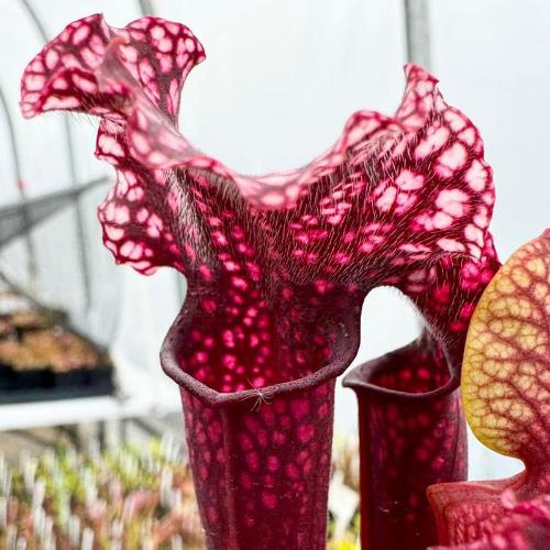 Sarracenia cv Judith Hindle