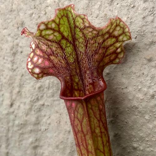 Sarracenia cv Judith Hindle _ Carnivorous trumpet pitcher plants for sale in South Africa _ Buy online