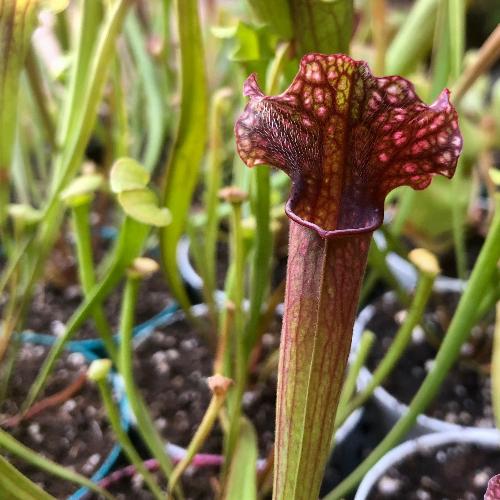 Sarracenia Judith Hindle for sale Buy carnivorous plants in South Africa