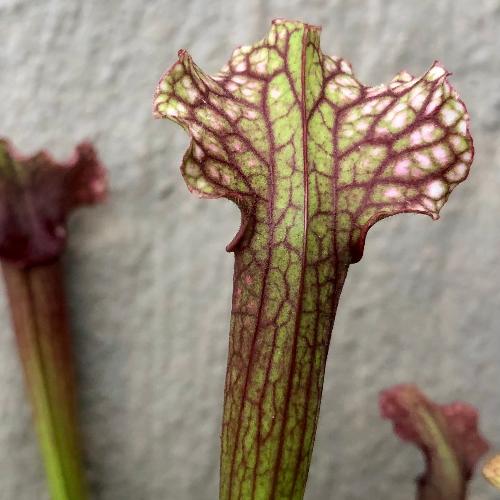 Sarracenia cv Judith Hindle _ Carnivorous trumpet pitcher plants for sale in South Africa _ Buy online