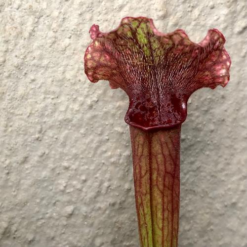 Sarracenia cv Judith Hindle _ Carnivorous trumpet pitcher plants for sale in South Africa _ Buy online