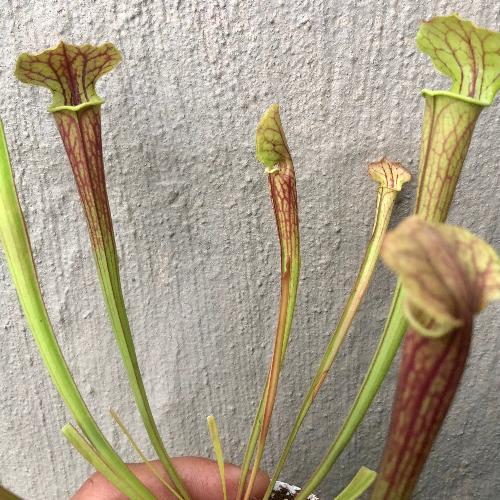 Sarracenia flava 'Tygo' • Special Import • Trumpet Pitcher Plant