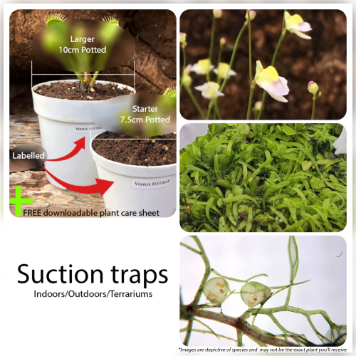 Bladderworts and other carnivorous plants for beginners for sale * Buy online @ Cultivo Carnivores South Africa