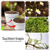 Bladderworts and other carnivorous plants for beginners for sale * Buy online @ Cultivo Carnivores South Africa