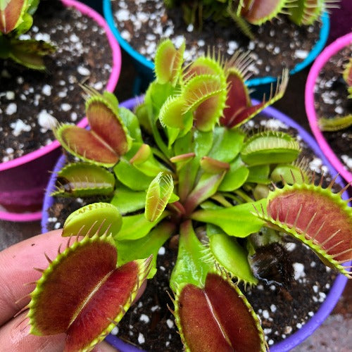 Summer Editions: Buy XXL Venus fly traps in South Africa