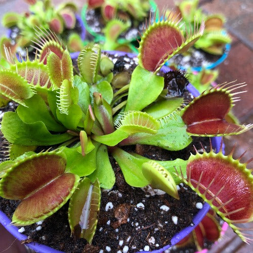 Summer Editions: XXL Venus flytraps for sale in South Africa