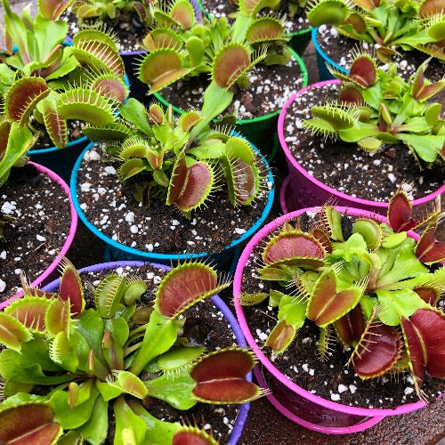 Summer Editions: Potted XXL Venus fly traps for sale in South Africa