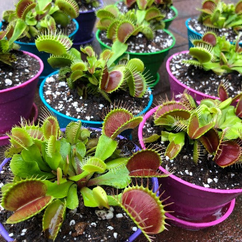 Summer Editions: XXL Venus fly traps for sale in South Africa Buy in-store