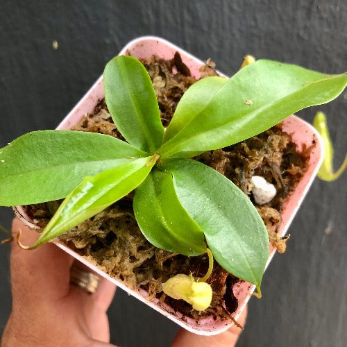 TROPICAL PITCHER PLANT 🌟 Nepenthes Eustachya (K. Sembilan, Sumatra) * Wistuba