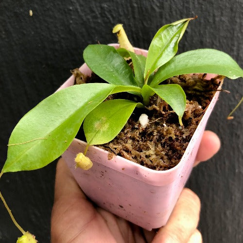 TROPICAL PITCHER PLANT 🌟 Nepenthes Eustachya (K. Sembilan, Sumatra) * Wistuba