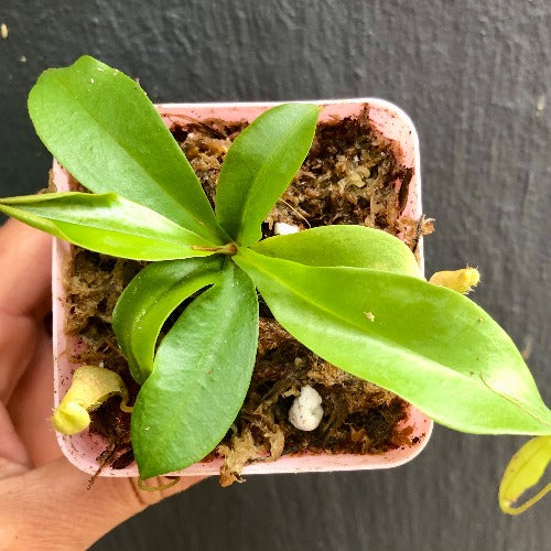 TROPICAL PITCHER PLANT 🌟 Nepenthes Eustachya (K. Sembilan, Sumatra) * Wistuba