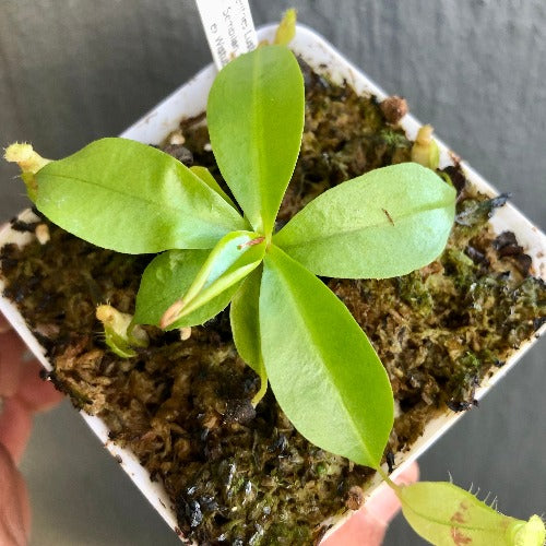 TROPICAL PITCHER PLANT 🌟 Nepenthes Eustachya (K. Sembilan, Sumatra) * Wistuba