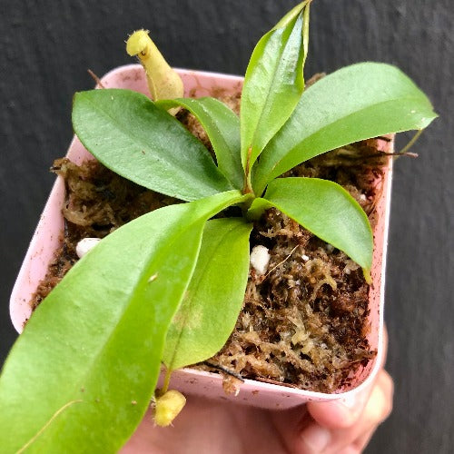 TROPICAL PITCHER PLANT 🌟 Nepenthes Eustachya (K. Sembilan, Sumatra) * Wistuba