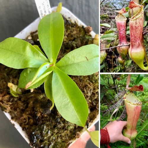 TROPICAL PITCHER PLANT 🌟 Nepenthes Eustachya (K. Sembilan, Sumatra) * Wistuba
