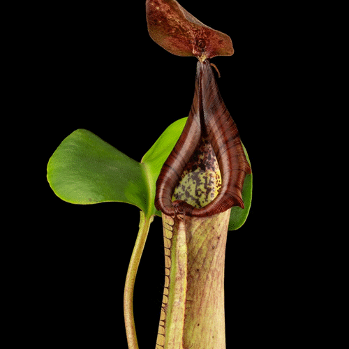 TROPICAL PITCHER PLANT 🌟 Nepenthes Truncata (Mindanao, Philippines) * Wistuba 📏 12-14cm 💎 Collectors Item