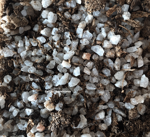 AQUASCAPE SUPPLIES:  Terrarium soil for carnivorous plants * Custom terrestrial mix * Small Doy Pack