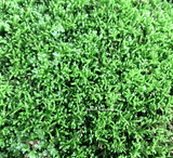TERRARIUM MOSS > Limited release