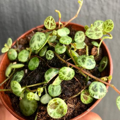 order terrarium plants online String of Turtles for terrariums Buy Peperomia Prostrata South Africa – Cultivo Carnivores