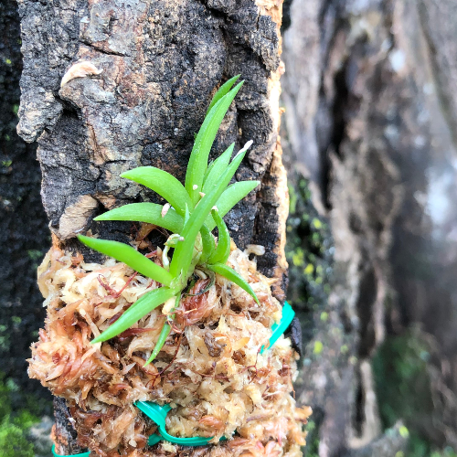 Tolumnia Jairak 'Soft Pink' × Sylvestris mounted mini orchid on cork bark slab with natural mossy tree background – ideal for terrarium displays