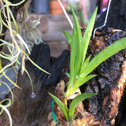 Tolumnia Jairak × sylvestris mounted on natural cork bark – flowering-size mini orchid, perfect companion for air plants and terrariums