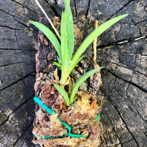 Healthy roots and leaves of Tolumnia Jairak × sylvestris flowering-size mini orchid mounted on cork bark
