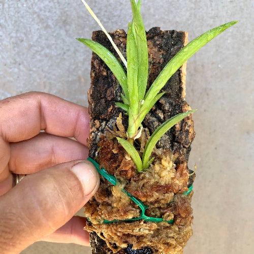 Size view of mounted Tolumnia Jairak × sylvestris mini orchid – flowering size specimen ideal for terrariums