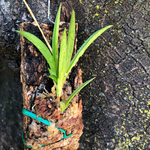Flowering-size Tolumnia Jairak × sylvestris mounted on cork bark – exact plant pictured for sale in South Africa