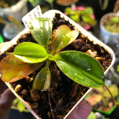 Tropical pitcher plant Nepenthes Lowii Mulu clone 7 x Mira Seedgrown Andreas Wistuba_Buy online in South Africa