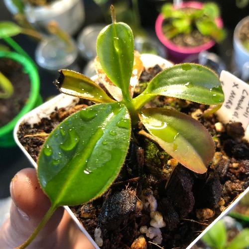 Tropical pitcher plant Nepenthes Lowii Mulu clone 7 x Mira Seedgrown Andreas Wistuba_Buy rare carnivorous plants in South Africa