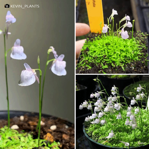 Utricularia graminifolia in flower – delicate carnivorous bladderworts with white and purple blooms. Buy carnivorous plants like these for terrariums in South Africa. Rare Utricularia for sale