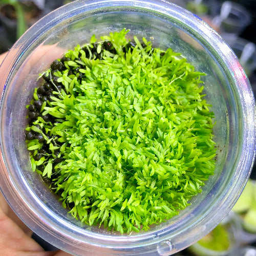 Live Utricularia graminifolia planted in a clear cup to reveal its underground bladder traps. Rare carnivorous carpet plant for terrariums and aquascapes for sale. Buy Utricularia online in South Africa – exact plant pictured