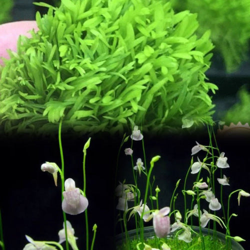 Utricularia graminifolia in bloom – dense carnivorous foliage with tiny bladder traps and dainty white and purple flowers. Buy flowering bladderworts online in South Africa – perfect for planted tanks and terrariums