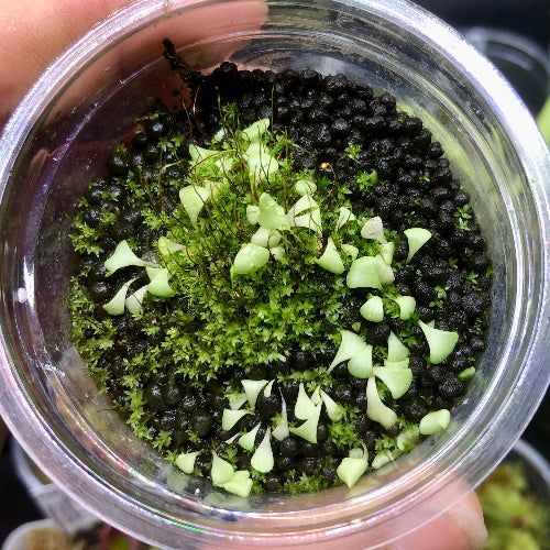 Top view of Utricularia aff. livida (Marojey, Madagascar) – flowering-size terrestrial bladderwort in 7cm plug, exact plant for sale from Cultivo Carnivores

