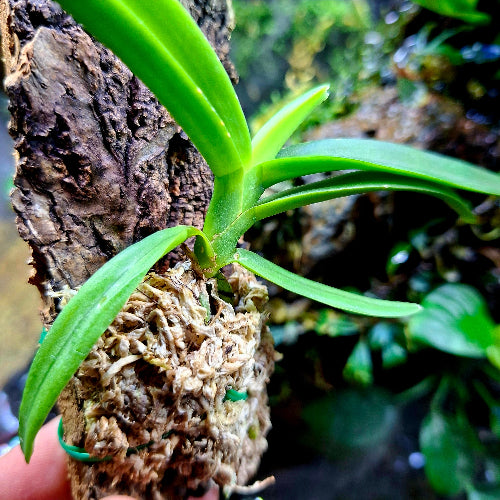 Terrarium Orchid South Africa Vanda Testacea x Miniata Cork Bark Mount ...