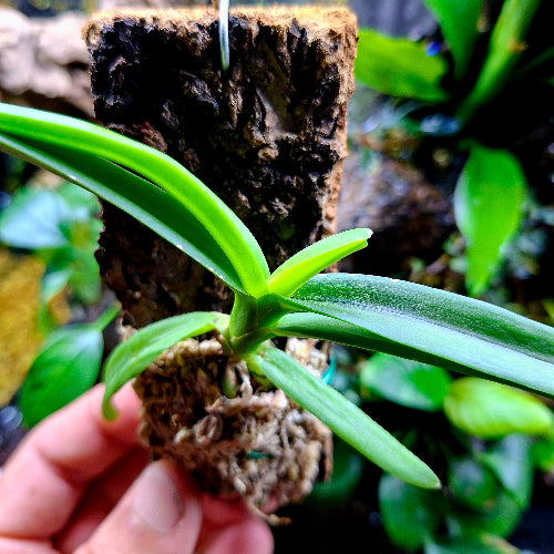 Terrarium Orchid South Africa Vanda Testacea x Miniata Cork Bark Mount ...
