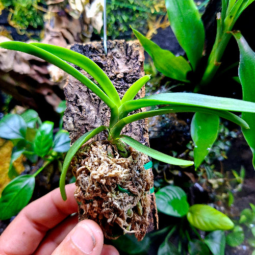 Terrarium Orchid South Africa Vanda Testacea x Miniata Cork Bark Mount ...