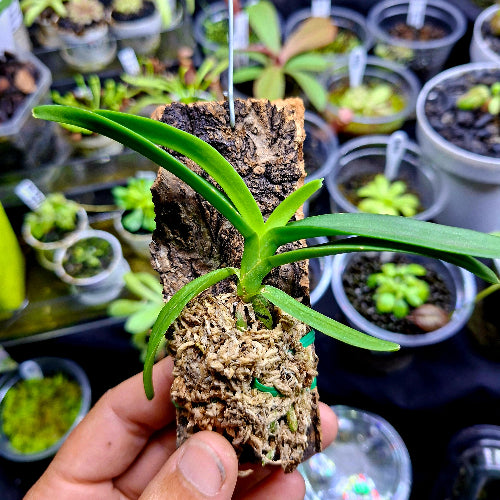 Terrarium Orchid South Africa Vanda Testacea x Miniata Cork Bark Mount ...