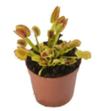PRE-ORDER 🔬🌱 Venus Flytrap ARPC