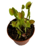 PRE-ORDER 🔬🌱 Venus Flytrap ADENTATE