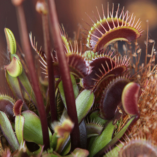 SEEDS: Venus Flytrap > Dionaea Muscipula 'Reds Mix' * Fresh Harvest > Summer 24/25