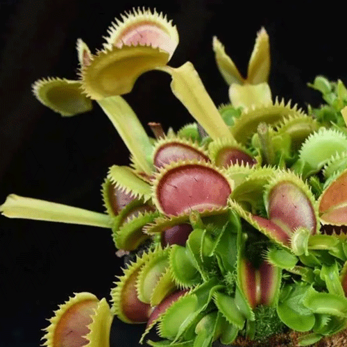 SEEDS: Venus Flytrap > Dionaea Muscipula Sawtooth Mix > Summer 24/25