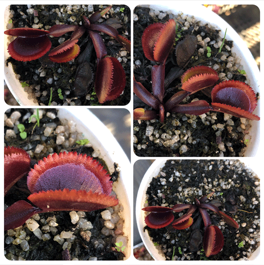 Buy Venus Fly Trap cv Bohemian Garnet * Specimen plant * Rare and collectables ~ Carnivorous plants for sale South Africa