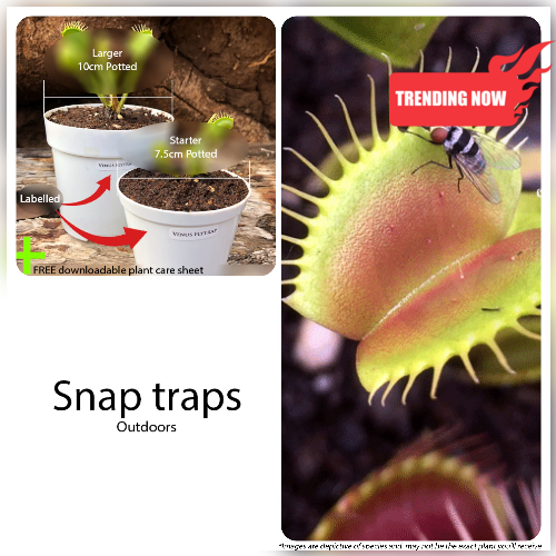 Venus Flytrap for sale South Africa | Beginner-Friendly, Potted ...