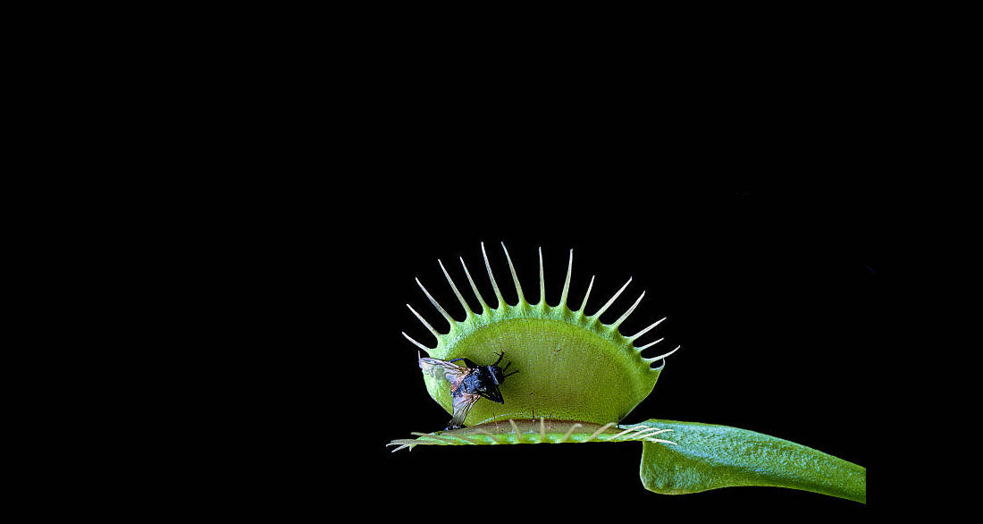 Venus flytraps and other carnivorous plants for sale in South Africa. Buy online @ Cultivo Carnivores Online Shop