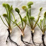 Venus fly traps and other carnivorous plants for wholesale_Buy discount value boxes online South Africa