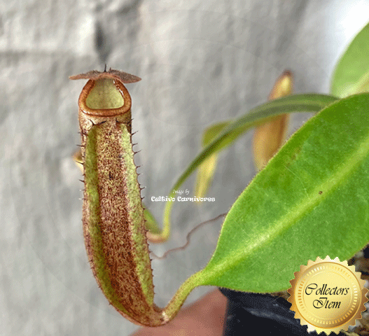10-Plant Bulk Pack KTO293 ☀️ 5+yr old TROPICAL PITCHER Nepenthes Samsara Diflora * Leafspan 12-16cm
