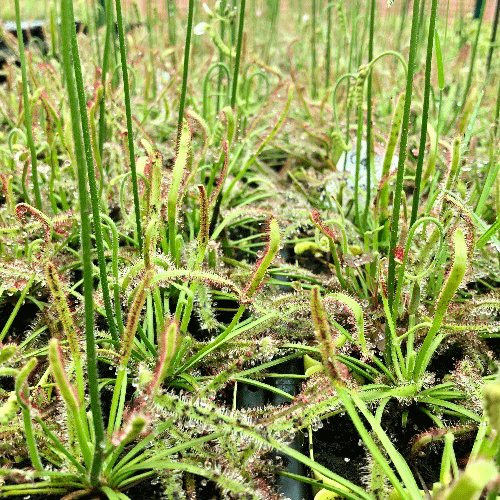 48-Plant DISCOUNT VALUE BOX ☀️ Cape Sundew Mix ~ Large LWS 301 🪴 Potted