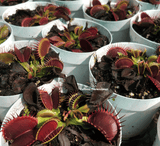 Buy in bulk * Venus fly traps for sale * Wholesale carnivorous plants South Africa